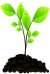 image of a seedling